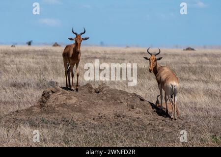 Serengeti, Tanzania, 27 ottobre 2023. Due alcelafo di Coca Cola o Kongoni Foto Stock