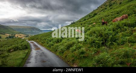 Una guida di pony di montagna gallesi sulla strada del Gospel Pass nelle Black Mountains, Brecon Beacons National Park, Galles, Regno Unito Foto Stock