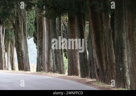 cipresso in strada rurale in Toscana; Italia Foto Stock