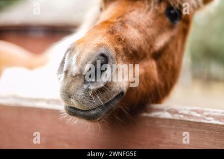 Un cavallo marrone da vicino Foto Stock