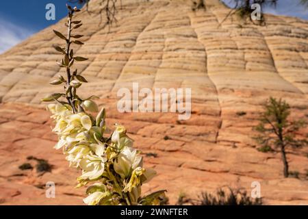 Yucca Blooms sotto la scacchiera Mesa a Zion Foto Stock