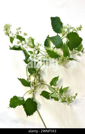 edera lascia isolata su sfondo bianco. Foto di alta qualità Foto Stock