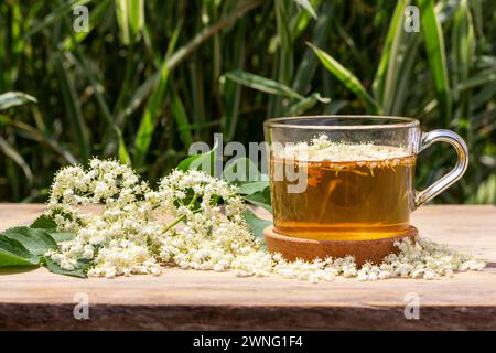 bevanda dai fiori di sambuco in una tazza su uno sfondo naturale con un rametto di sambuco fiorito Foto Stock