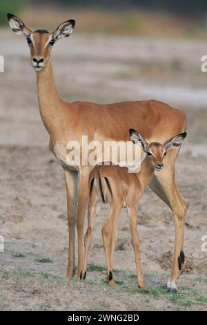 Young Impala (Aepyceros melampus) nel South Luangwa National Park, Zambia Foto Stock