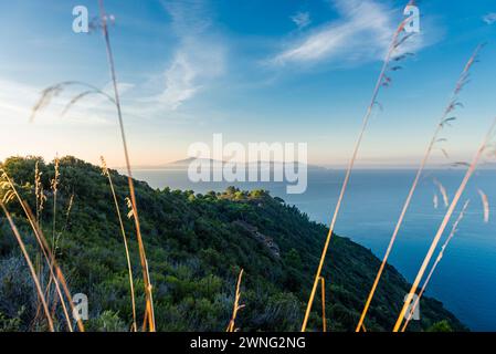 Ammira attraverso le lame d'erba nel Parco naturale della Maremma Monte dell'Uccelina fino alla costa toscana con il Monte Argentario al sole del mattino, Italia Foto Stock