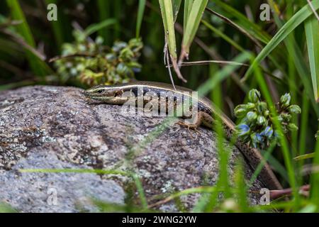 Skink dell'albero (Egernia striolata) fare un bagno di sole su una pietra tra le lame d'erba, Queensland, Australia . Foto Stock