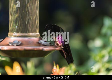 Starfrontlet dalla gola blu (Coeligena helianthea), un colibrì su un alimento di uccelli a Chingaza NP, Colombia Foto Stock