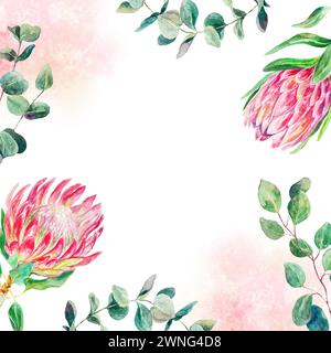 Cornice ad acquerello Protea, quadrata. Fiori rosa disegnati a mano, rami di eucalipto e macchie isolate su sfondo bianco. Elemento di design per schede, matrimoni Foto Stock