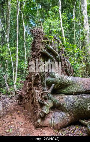 Radice del gigante Fallen Tree nella foresta pluviale, Queensland, Australia. Foto Stock