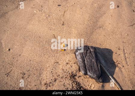 Piccoli pezzi di ambra giacciono sulla spiaggia di sabbia in una giornata di sole Foto Stock