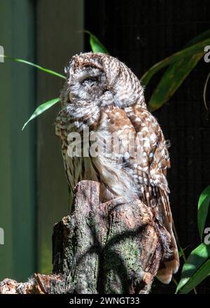 Il gufo barrato (Strix varia) si arrocca silenziosamente nelle foreste del Nord America, e la sua inquietante chiamata risuona attraverso la fitta foresta. Foto Stock