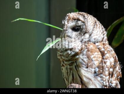 Il gufo barrato (Strix varia) si arrocca silenziosamente nelle foreste del Nord America, e la sua inquietante chiamata risuona attraverso la fitta foresta. Foto Stock