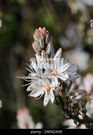 Portogallo. Fiori primaverili. Asfodel in fiore. Asphodelus Aestivus o Asphodelus Ramosus (botanico) Liliaceae. Messa a fuoco selettiva superficiale. Primavera. Foto Stock