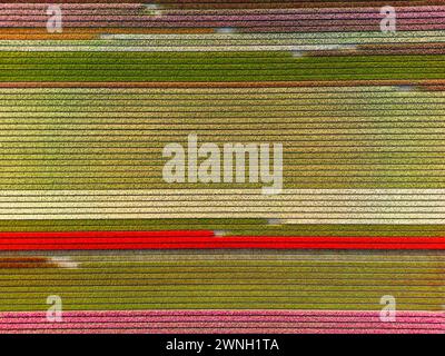 Vista aerea di un campo di tulipani vicino a Vogelenzang, Paesi Bassi Foto Stock