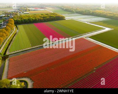 Vista aerea di un campo di tulipani vicino a Vogelenzang, Paesi Bassi Foto Stock