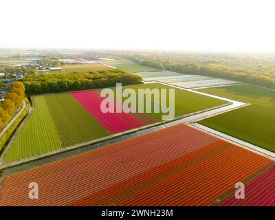 Vista aerea di un campo di tulipani vicino a Vogelenzang, Paesi Bassi Foto Stock