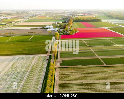 Vista aerea di un campo di tulipani vicino a Vogelenzang, Paesi Bassi Foto Stock