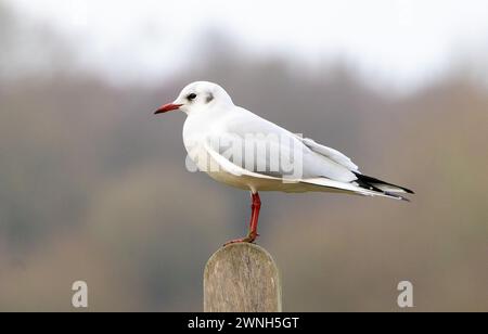 A riposo Gull sedeva su un palo Foto Stock