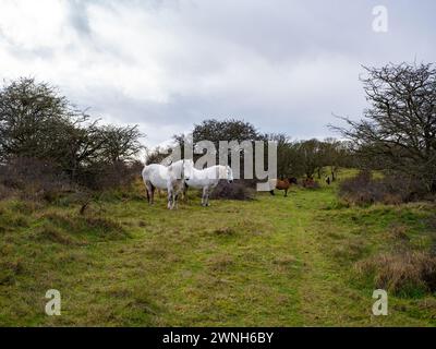 Cavallo bianco selvatico nel campo che pascolano. Cavalli della Camargue in palude, Camargue nel Lincolnshire Regno Unito. Diverse razze di cavalli nel pascolo Foto Stock