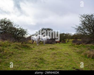 Cavallo bianco selvatico nel campo che pascolano. Cavalli della Camargue in palude, Camargue nel Lincolnshire Regno Unito. Diverse razze di cavalli nel pascolo Foto Stock