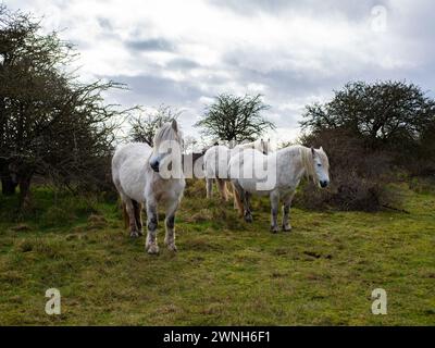 Cavallo bianco selvatico nel campo che pascolano. Cavalli della Camargue in palude, Camargue nel Lincolnshire Regno Unito. Diverse razze di cavalli nel pascolo Foto Stock