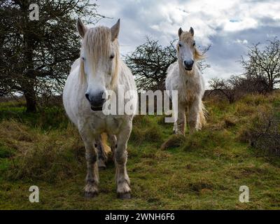 Cavallo bianco selvatico nel campo che pascolano. Cavalli della Camargue in palude, Camargue nel Lincolnshire Regno Unito. Diverse razze di cavalli nel pascolo Foto Stock