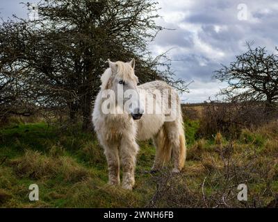 Cavallo bianco selvatico nel campo che pascolano. Cavalli della Camargue in palude, Camargue nel Lincolnshire Regno Unito. Diverse razze di cavalli nel pascolo Foto Stock