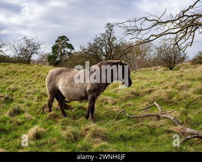 Cavallo bianco selvatico nel campo che pascolano. Cavalli della Camargue in palude, Camargue nel Lincolnshire Regno Unito. Diverse razze di cavalli nel pascolo Foto Stock