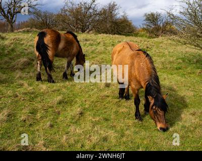 Cavallo bianco selvatico nel campo che pascolano. Cavalli della Camargue in palude, Camargue nel Lincolnshire Regno Unito. Diverse razze di cavalli nel pascolo Foto Stock