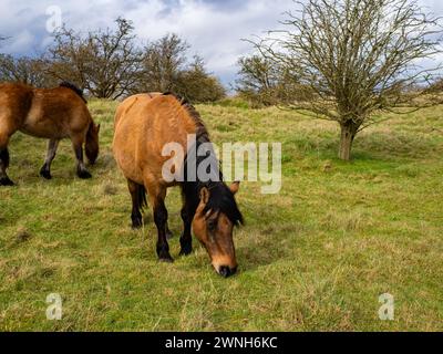 Cavallo bianco selvatico nel campo che pascolano. Cavalli della Camargue in palude, Camargue nel Lincolnshire Regno Unito. Diverse razze di cavalli nel pascolo Foto Stock