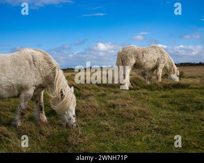 Cavallo bianco selvatico nel campo che pascolano. Cavalli della Camargue in palude, Camargue nel Lincolnshire Regno Unito. Diverse razze di cavalli nel pascolo Foto Stock