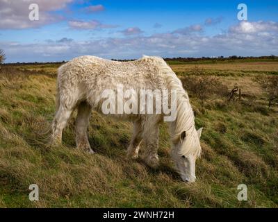 Cavallo bianco selvatico nel campo che pascolano. Cavalli della Camargue in palude, Camargue nel Lincolnshire Regno Unito. Diverse razze di cavalli nel pascolo Foto Stock