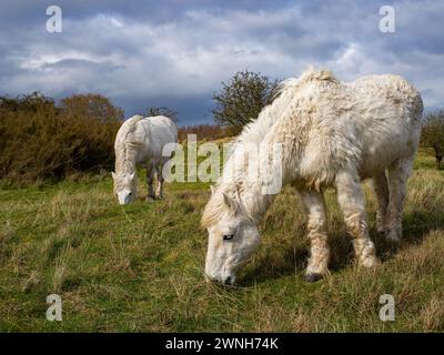 Cavallo bianco selvatico nel campo che pascolano. Cavalli della Camargue in palude, Camargue nel Lincolnshire Regno Unito. Diverse razze di cavalli nel pascolo Foto Stock