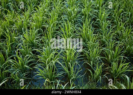 Le nuove terrazze di riso verde succose sono coperte di rugiada mattutina sulla famosa isola di Bali Foto Stock