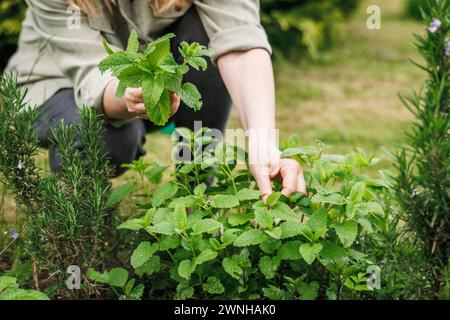 Donna raccolta foglie di limone balsamo da giardino di erbe biologiche. Pianta di erbe verde Foto Stock