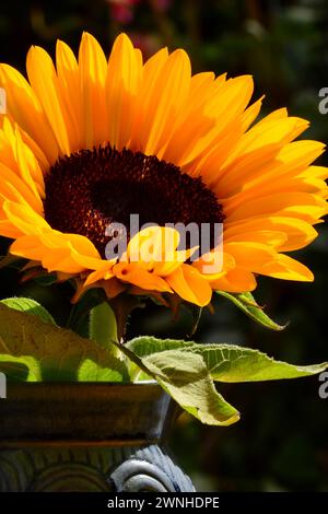 Foto ravvicinata di un girasole (Helianthus, famiglia delle Asteraceae), giallo brillante e allegro. Foto Stock