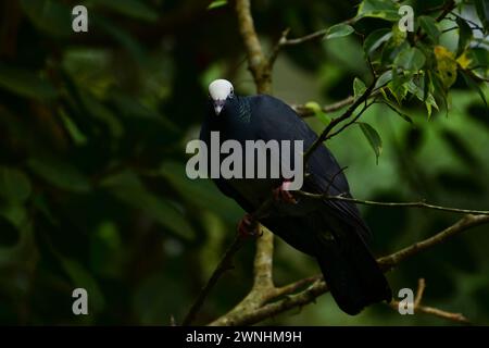 Ritratto di un piccione incoronato bianco. Una specie caraibica, comune nelle pianure costiere, in particolare le mangrovie. Foto Stock