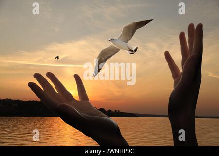 Libertà. Donna che rilascia l'uccello vicino al fiume al tramonto, primo piano Foto Stock