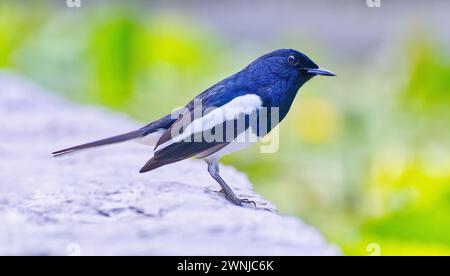 Il magpie orientale robin appollaiato su una faccia rocciosa che guarda proprio nel sud della Thailandia Foto Stock