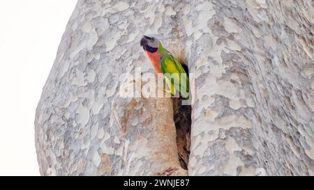 Parakeet petto rosso (Psittacula alexandri) uccello che emerge dalla cavità del nido in un grande albero in Thailandia Foto Stock