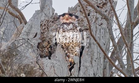 Uccello del gufo d'aquila (Ketupa nipalensis) che emerge dalla cavità del nido nell'albero in Thailandia Foto Stock