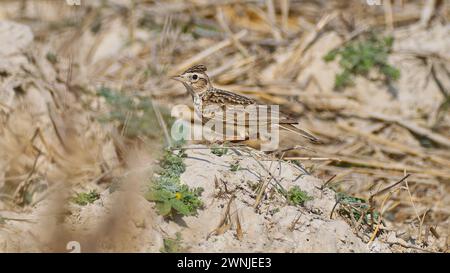 Uccello Oriental Skylark (Alauda gulgula) su terreno sabbioso in erba, Chiang mai, Thailandia Foto Stock