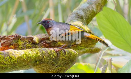 Laughingthrush dalle orecchie d'argento arroccato su una filiale, Chiang mai, Thailandia Foto Stock