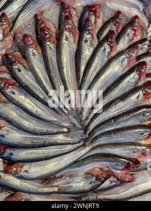 Pesce Pabda d'acqua dolce del bangladesh. Questa foto è stata scattata da Chittagong, Bangladesh. Foto Stock