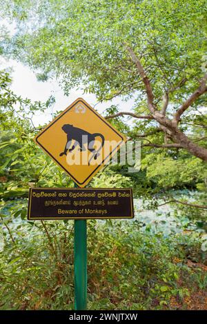 Segnale stradale di avvertimento Monkey, Sri Lanka Foto Stock