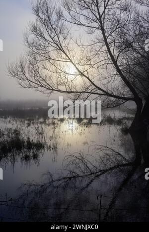 Avon Valley, Fordingbridge, Hampshire, Regno Unito, 3 marzo 2024: Meteo. Gelo e nebbia nelle prime ore del mattino meteorologico primaverile. Il livello dell'acqua del fiume Avon rimane molto alto dopo le recenti piogge. Crediti: Paul Biggins/Alamy Live News Foto Stock