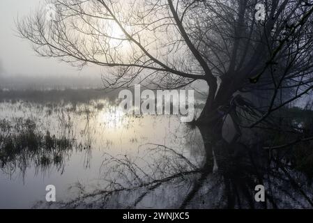 Avon Valley, Fordingbridge, Hampshire, Regno Unito, 3 marzo 2024: Meteo. Gelo e nebbia nelle prime ore del mattino meteorologico primaverile. Il livello dell'acqua del fiume Avon rimane molto alto dopo le recenti piogge. Crediti: Paul Biggins/Alamy Live News Foto Stock