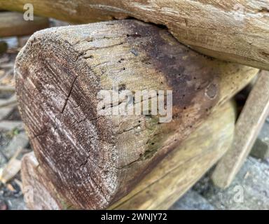 Verme in una panchina di legno nel giardino Foto Stock