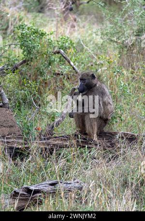 Scimmia si siede su un tronco e mastica l'erba, vista laterale. Babbuino Chacma nel Parco Nazionale di Kruger, Sud Africa. Safari a savannah. Habitat naturale degli animali, Wil Foto Stock