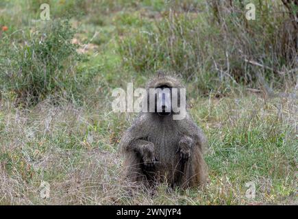 Safari a savannah. Babbuino Chacma nel Parco Nazionale di Kruger, Sud Africa. Una scimmia si siede nell'erba e guarda la macchina fotografica. Habitat naturale degli animali, wildli Foto Stock